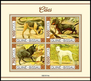 Dogs - West Africa / Guinea-Bissau 2021