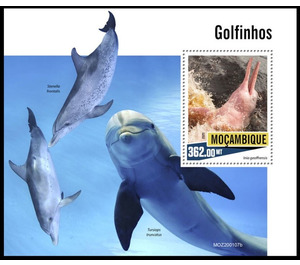 Dolphins - East Africa / Mozambique 2020