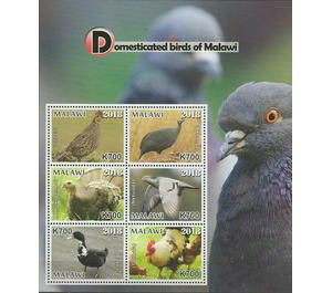 Domestic Birds of Malawi - East Africa / Malawi 2019