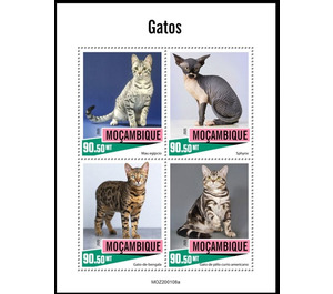 Domestic Cats - East Africa / Mozambique 2020