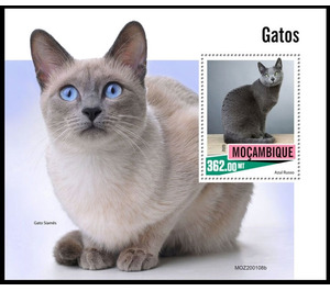 Domestic Cats - East Africa / Mozambique 2020