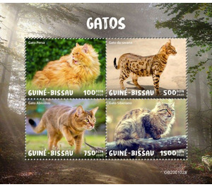 Domestic Cats - West Africa / Guinea-Bissau 2020