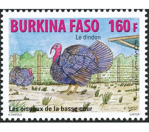 Domesticated Turkey (Meleagris gallopavo) - West Africa / Burkina Faso 2011 - 160