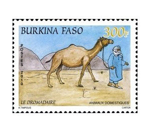 Dromedary (Camelus dromedarius) - West Africa / Burkina Faso 2011 - 300
