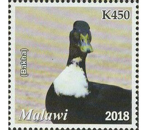 Duck (Bakha) - East Africa / Malawi 2019 - 450