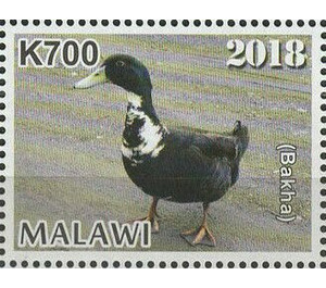 Duck (Bakha) - East Africa / Malawi 2019 - 700