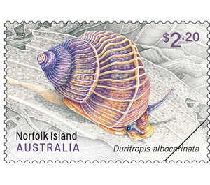 Duritropis albocarinata - Norfolk Island 2021