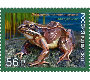 Dybowski's Frog (Rana dybowskii) - Russia 2021 - 56
