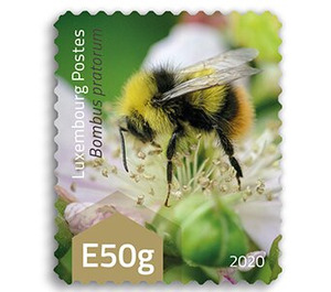 Early Bumblebee (Bombus pratorum) - Luxembourg 2020