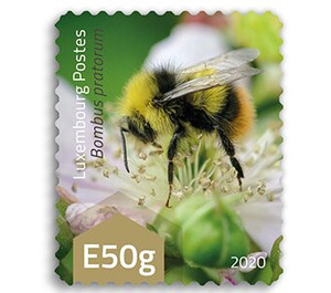 Early Bumblebee (Bombus pratorum) - Luxembourg 2020