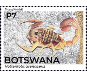 Eastern Nomad Scorpion (Hottentotta trilineatus) - South Africa / Botswana 2021 - 7