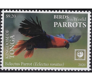 Eclectus Parrot (Eclectus roratus) - Polynesia / Tonga 2020