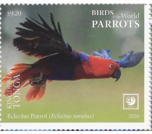 Eclectus Parrot (Eclectus roratus) - Polynesia / Tonga 2020