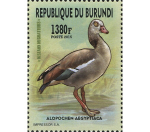 Egyptian Goose (Alopochen aegyptiaca) - East Africa / Burundi 2016