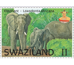 Elephant (Loxodonta africana) - South Africa / Swaziland 2017