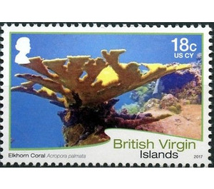 Elkhorn Coral - Caribbean / British Virgin Islands 2017 - 18