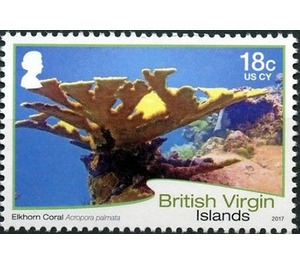 Elkhorn Coral - Caribbean / British Virgin Islands 2017 - 18