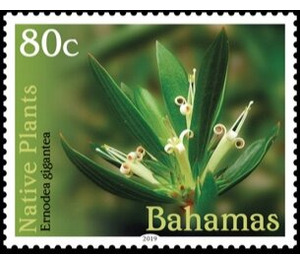 Emodea gigantea - Caribbean / Bahamas 2019 - 80