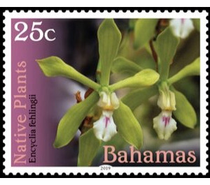 Encyclia fehlingii - Caribbean / Bahamas 2019 - 25