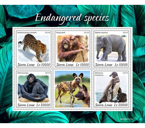 Endangered Species - West Africa / Sierra Leone 2020