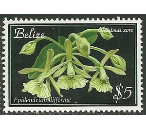 Epidendrum difforme - Central America / Belize 2010 - 5