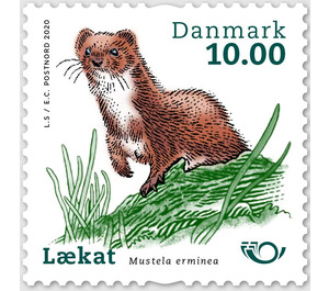 Ermine (Mustela erminea) - Denmark 2020 - 10