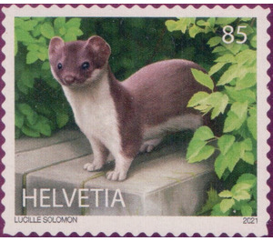 Ermine (Mustela erminea) - Switzerland 2021 - 85