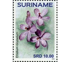 Erodium cicutarium - South America / Suriname 2020 - 10