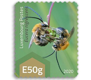 Eucera nigrescens - Luxembourg 2020