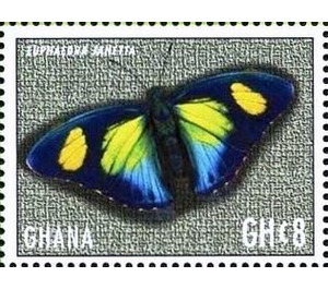 Euphaedra janetta - West Africa / Ghana 2017 - 8