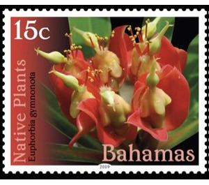 Euphorbia gymnonota - Caribbean / Bahamas 2019 - 15