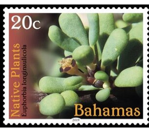 Euphorbia longinsulicola - Caribbean / Bahamas 2019 - 20