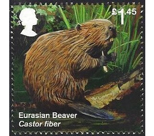 Eurasian Beaver (Castor fiber) - United Kingdom 2018 - 1.45