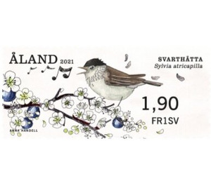 Eurasian Blackcap (Sylvia atricapilla) - Åland Islands 2021