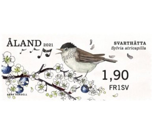 Eurasian Blackcap (Sylvia atricapilla) - Åland Islands 2021