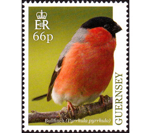 Eurasian Bullfinch (Pyrrhula pyrrhula) - Guernsey 2019 - 66