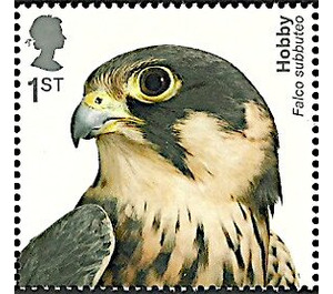 Eurasian Hobby (Falco subbuteo) - United Kingdom 2019