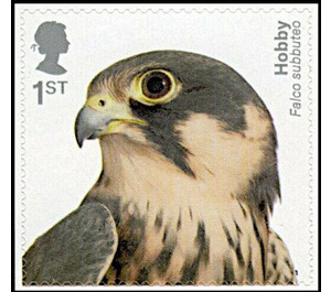 Eurasian Hobby (Falco subbuteo) - United Kingdom 2019