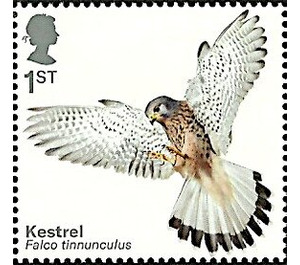 Eurasian Kestrel (Falco tinnunculus) - United Kingdom 2019