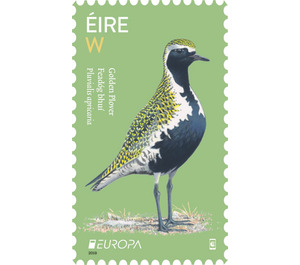 European Golden Plover (Pluvialis apricaria) - Ireland 2019