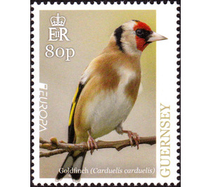 European Goldfinch (Carduelis carduelis) - Guernsey 2019 - 80