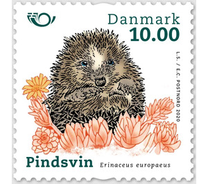 European Hedgehog (Erinaceus europaeus) - Denmark 2020 - 10