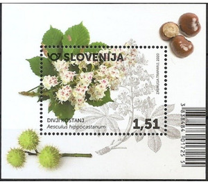 European Horse Chestnut (Aesculus hippocastanum) - Slovenia 2020 - 1.51