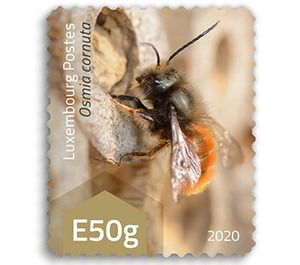 European Orchard Bee (Osmia cornuta) - Luxembourg 2020