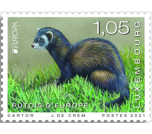 European Polecat (Mustela putorius) - Luxembourg 2021 - 1.05