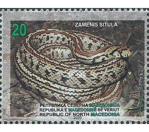 European Ratsnake (Zamenis situla) - Macedonia / North Macedonia 2020 - 20