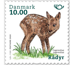 European roe deer (Capreolus capreolus) - Denmark 2020 - 10
