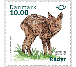 European roe deer (Capreolus capreolus) - Denmark 2020 - 10