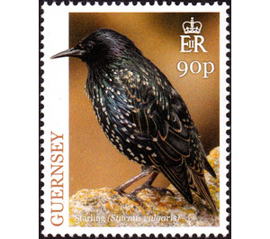 European Starling (Sturnus vulgaris) - Guernsey 2019 - 90