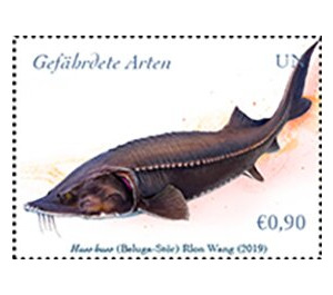 European Sturgeon (Huso huso) - UNO Vienna 2019 - 0.90